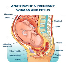 Anatomy of a pregnant woman and fetus labeled diagram, vector illustration medical scheme