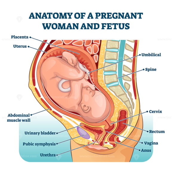 Anatomy of a pregnant woman and fetus labeled diagram, vector illustration medical scheme