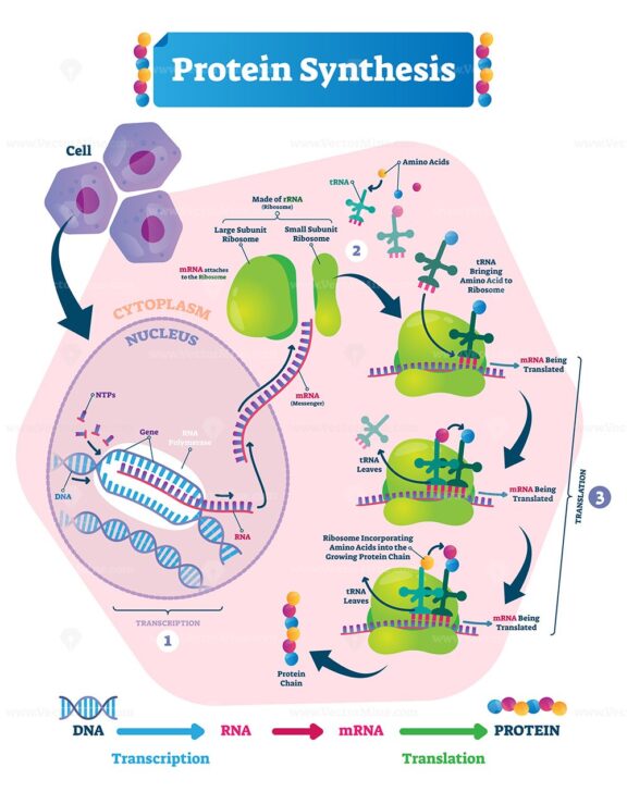 Protein synthesis vector illustration