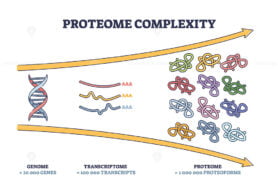 Proteome complexity as cellular complex microcosm division outline diagram
