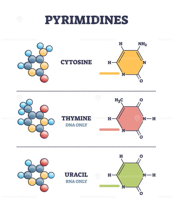Pyrimidines as cytosine, thymine and uracil organic compounds outline diagram
