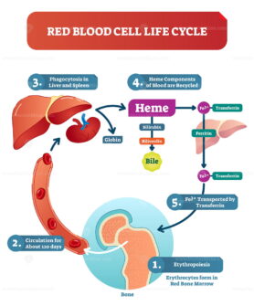 Red blood cell life cycle medical vector illustration diagram with biological anatomy scheme