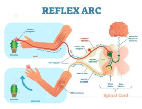 Spinal Reflex Arc scheme, vector illustration