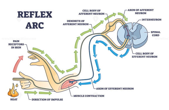 Reflex arc explanation with pain signals and receptor impulse outline diagram