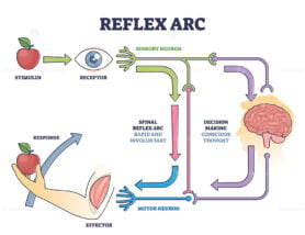 Reflex ARC sensory neuron pathway from stimulus to response outline diagram