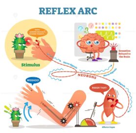 Spinal Reflex Arc scheme, vector illustration