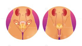 FREE Reproductive system vector illustration