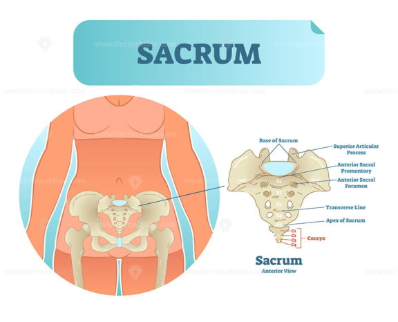 Human sacrum bone structure diagram, anatomical vector illustration labeled scheme with bone sections