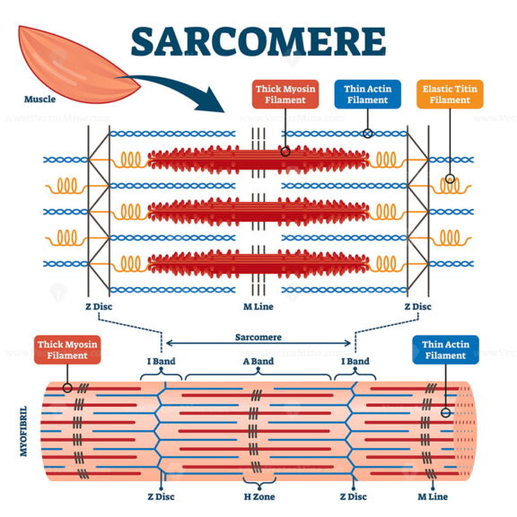 Sarcomere muscular biology scheme vector illustration