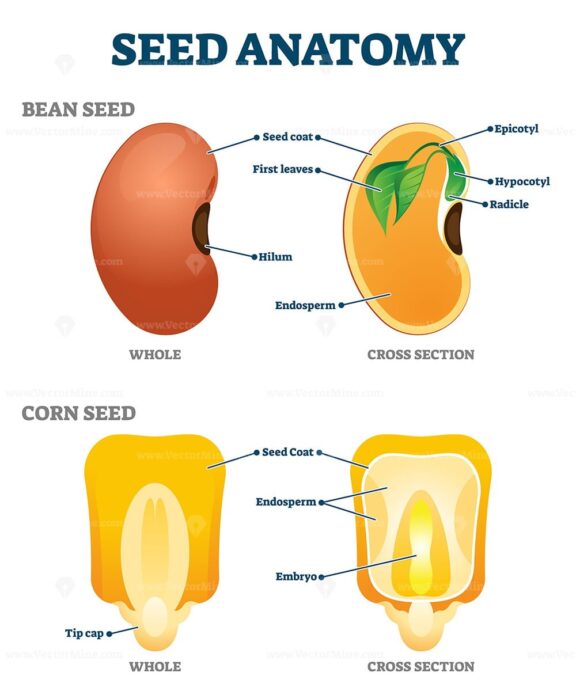 Seed anatomy vector illustration