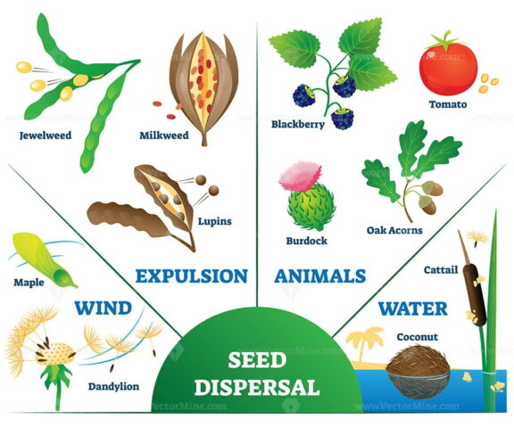 Seed dispersal vector illustration