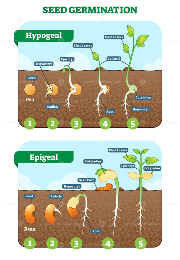 Seed germination cross section vector illustration in stages