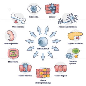 Senescence cell aging problem with human health risks in outline diagram