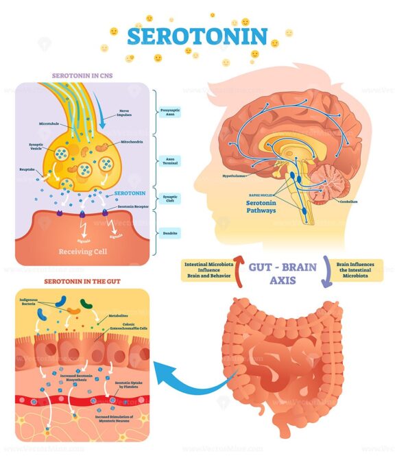 Serototin vector illustration