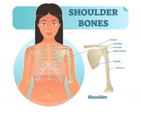 Labeled human shoulder bone anatomical vector illustration diagram poster