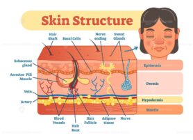 Skin dermis and epidermis structure vector illustration diagram