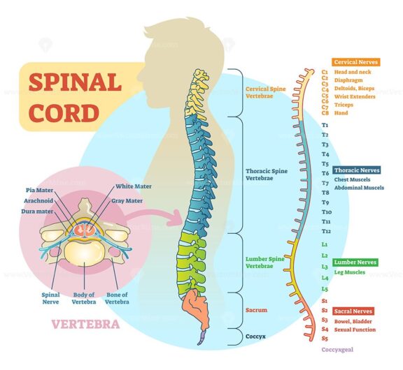 Spinal cord schematic diagram with all sections