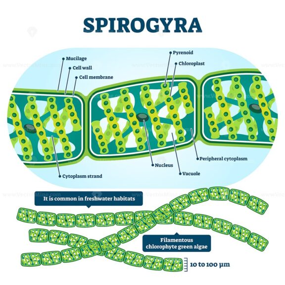 Spirogyra vector illustration