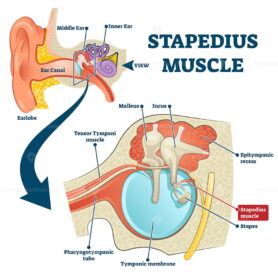 Stapedius muscle vector illustration