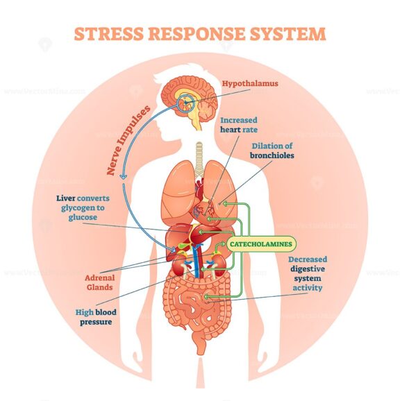 Stress response system vector illustration diagram