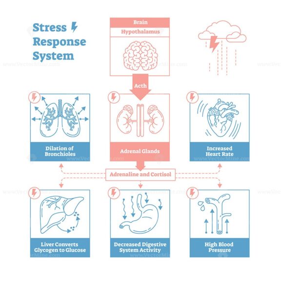Stress response biological system vector illustration diagram,anatomical nerve impulses scheme
