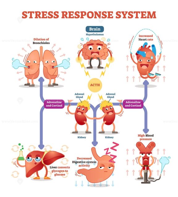Stress response system diagram with cartoon characters