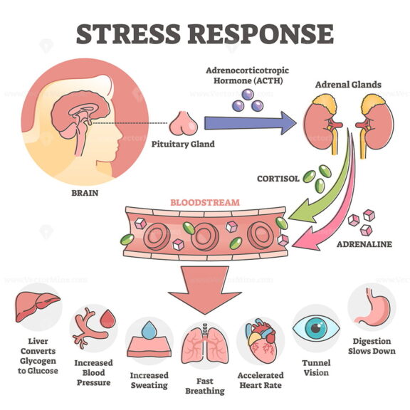 Stress response anatomical scheme with body inner reaction outline concept