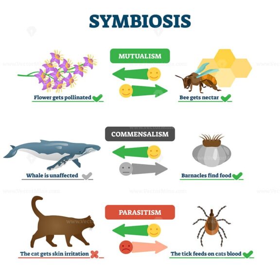 Symbiosis vector illustration