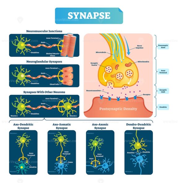 Synapse vector illustration