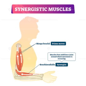 Synergistic muscles vector illustration