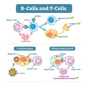 B-cells and T-cells schematic diagram