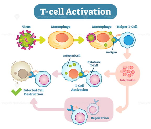 T-Cell activation diagram, vector scheme illustration
