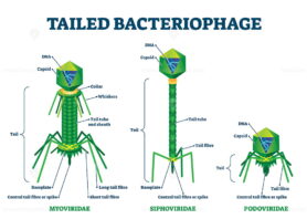 Tailed bacteriophage vector illustration
