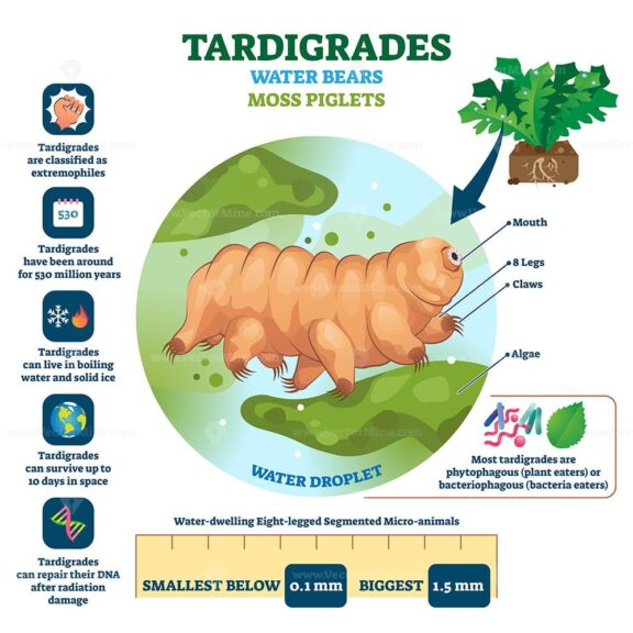 Tardigrades Water Bears vector illustration