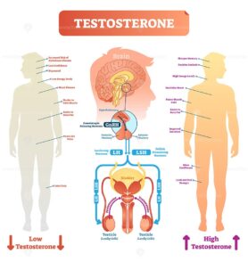 Testosterone anatomical and biological body diagram with brain and male reproductive organ cross sections