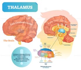 Thalamus vector illustration