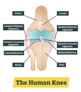 FREE Human knee vector diagram illustration