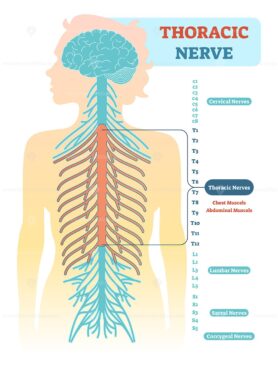 Thoracic nerve anatomical diagram