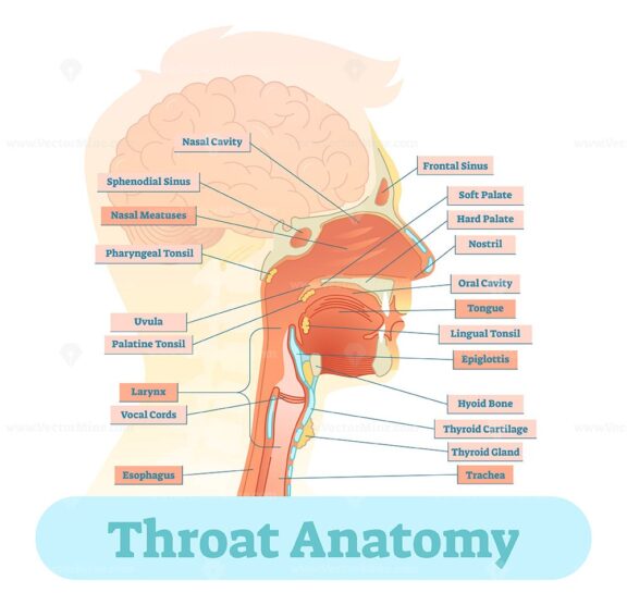 Throat anatomy vector illustration diagram