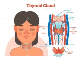 Thyroid Gland anatomical vector illustration diagram