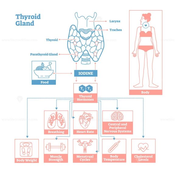 Thyroid Gland of Endocrine System