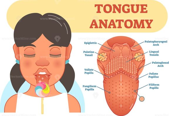 Tongue anatomy medical vector illustration