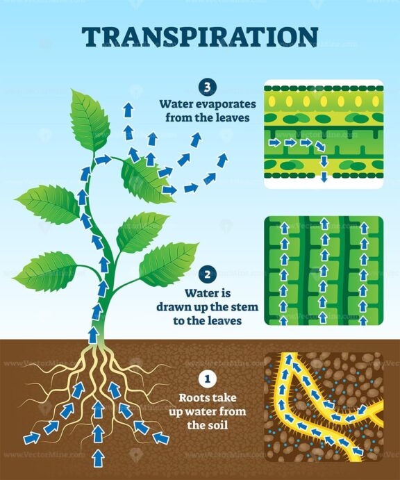 Transpiration vector illustration