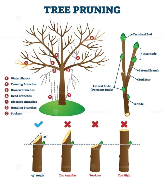 Tree pruning vector illustration