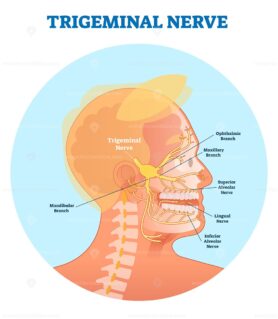 Trigeminal nerve anatomical vector illustration diagram