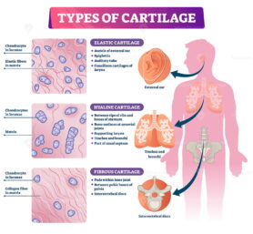 Types of cartilage vector illustration