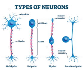 Types of neurons vector illustration