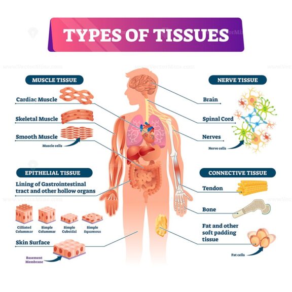 Types of tissues vector illustration