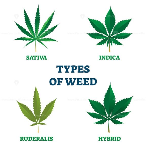 Types of weed vector illustration