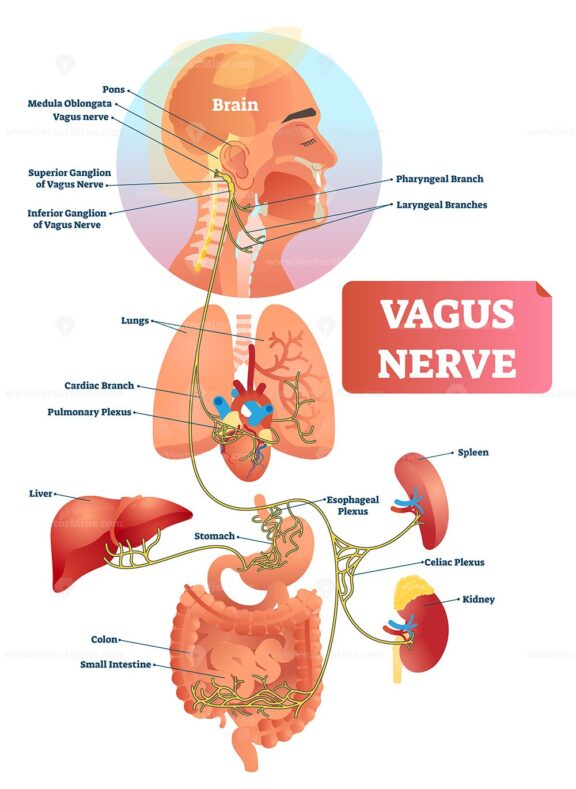 Vagus nerve vector illustration